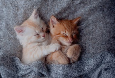 Cute little ginger kitten sleeps on fur white blanket