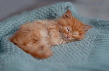 Cute little ginger kitten sleeps on fur white blanket