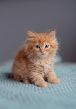 Şirin kırmızı kedi yavrusu beyaz kürk battaniyesinde uyuyor.