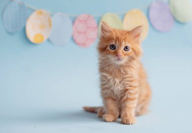 Kitten with eggs, spring mood. Copy space. Cute funny furry adorable pet wallaper