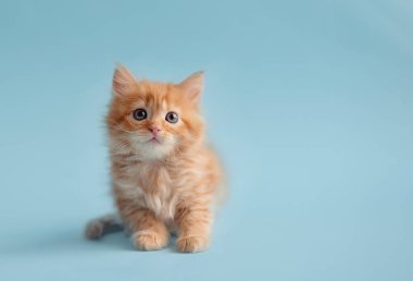 Funny kitten. Ginger kitten with white chest. Long haired red orange kitten.