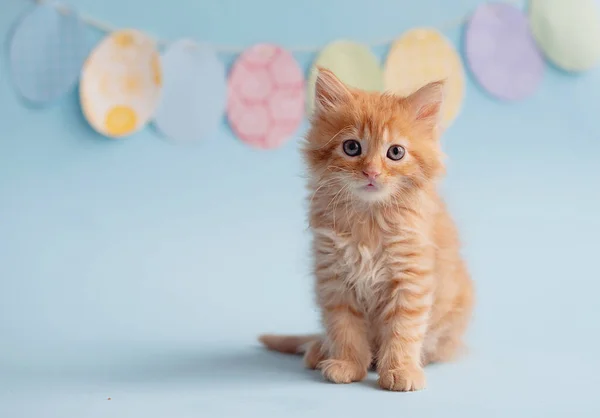 Kitten with eggs, spring mood. Copy space. Cute funny furry adorable pet wallaper