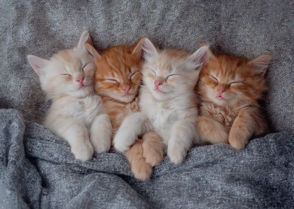 a family of happy kittens sleeps together in a cozy blanket. A family of kittens loving each other.