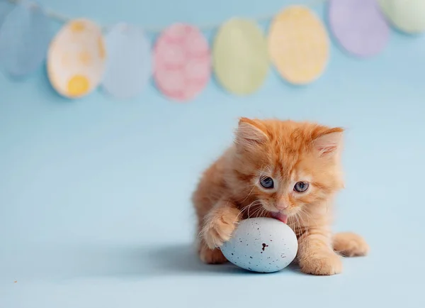 Beautiful white kitten with blue eyes. . Easter greeting card background. Kitten with eggs, spring mood. Copy space. Gentle tone saver . Cute funny furry adorable pet wallaper