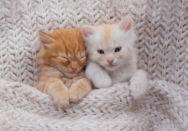 Baby cat sleeping. Ginger kitten on couch under knitted blanket. Two cats cuddling and hugging. Domestic animal. Sleep and cozy nap time.