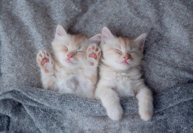 Baby cat sleeping. Ginger kitten on couch under knitted blanket. Two cats cuddling and hugging. Sleep and cozy nap time.