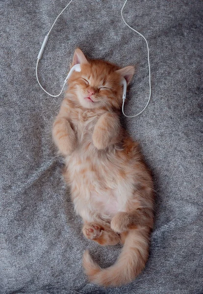 kitten Listening music with Headphones. Copy space . Minimal style and music concept