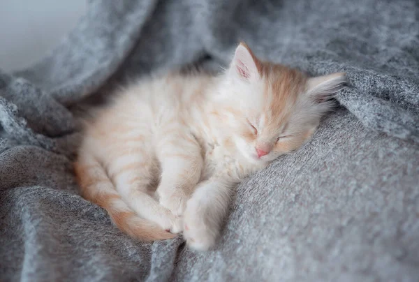 Cute tabby kitten sleep on soft blanket. Cats rest napping on bed. Comfortable pets sleep at cozy home.