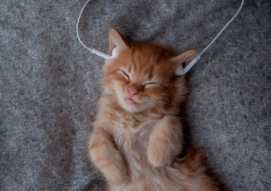 ginger kitten in headphones listening to music