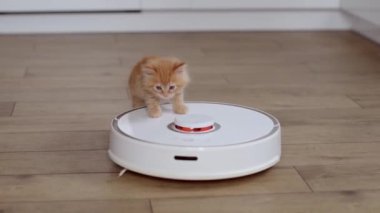 4k Funny little ginger kitten is riding on white robot vacuum cleaner at home. Red cat playing in the modern interior with vacuum cleaner 