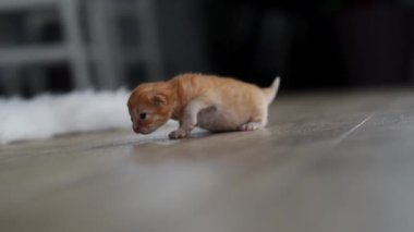 4K  Cute little fluffy breed kitten learning to walk . Ginger British Shorthair baby cat kitten playing in the morning.