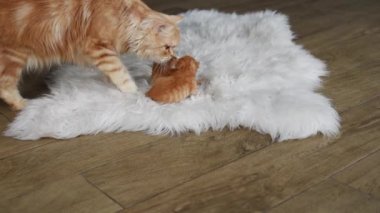 4k ginger Cat grooming her little kittens