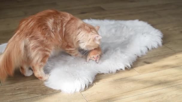 Ginger Cat Grooming Her Little Kittens — Stock Video