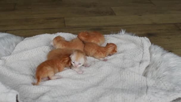 Cute Little Fluffy Breed Kittens Learning Walk Ginger Baby Cat — Video Stock