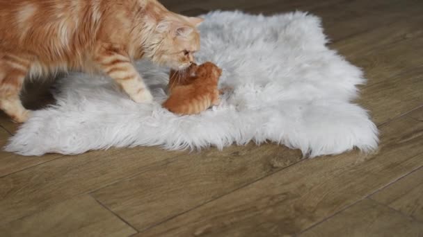 Ginger Cat Grooming Her Little Kittens — Stock Video