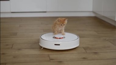 4k Funny little ginger kitten is riding on white robot vacuum cleaner at home. 