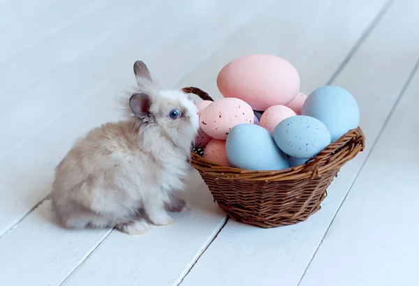 Conejito Pascua Con Huevos — Foto de Stock