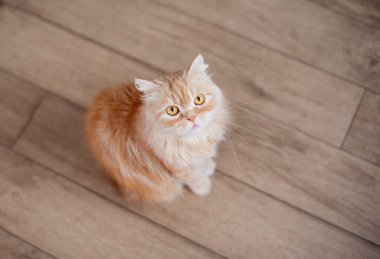 Ginger cat sitting on wooden floor looks up, asks for food, close-up, top view, soft selective focus