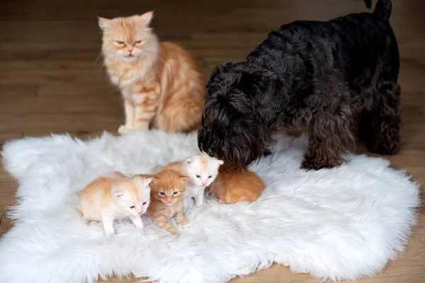 Black Dog Meets Red Kittens — Stock Photo, Image