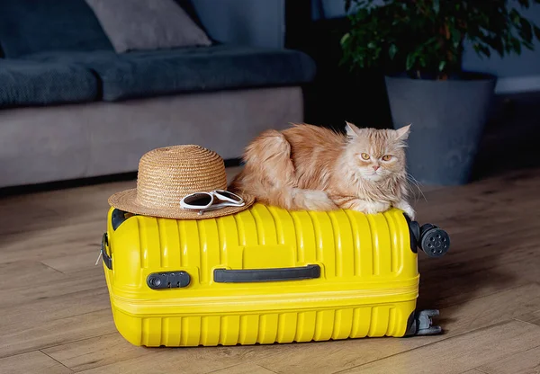 Ginger Cat Lies Suitcase Room Waiting Trip Travel Pets Concept — Stock Photo, Image