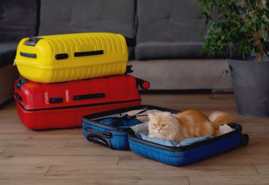 Travel concept with funny cat sitting on suitcase. life with animals concept - wanderlust people traveling the world