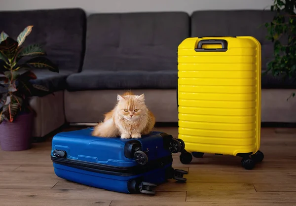 Travel concept with funny cat sitting on suitcase. life with animals concept - wanderlust people traveling the world