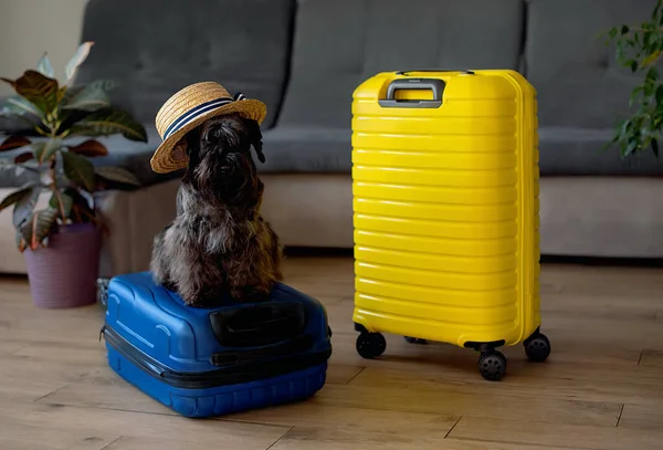 Travel concept with funny dog sitting on suitcase. life with animals concept - wanderlust people traveling the world