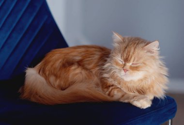 Cute little red cat sleeps