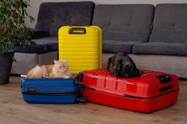 Travel concept with funny dog and cat sitting on suitcase. life with animals concept - wanderlust people traveling the world