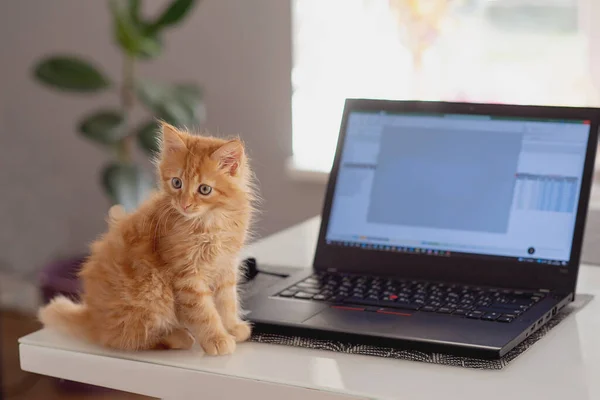 Little ginger cat sits at a laptop and looks at it. Search for information. Modern technologies. Pet, animal