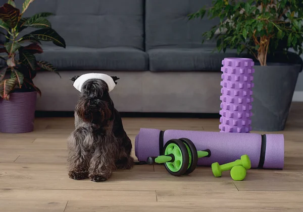 dog in the yoga mat.sport concept at home