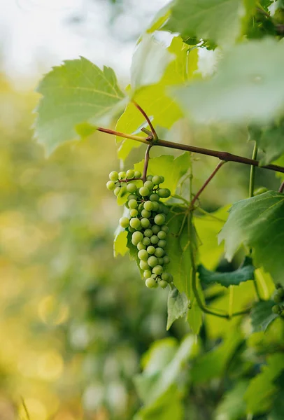 Vine Bunch White Grapes Garden — Stock Photo, Image