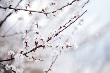 White beautiful flowers in the tree blooming in the early spring, blurred backgroung