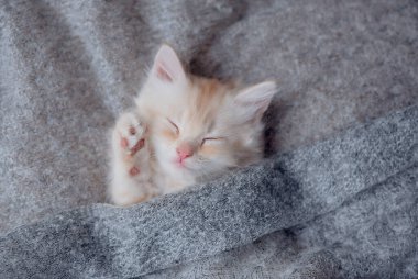 Cute little ginger kitten is sleeping in soft blanket