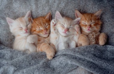 cute kittens in love sleeping on gray knitted blanket. Cats rest napping on bed. Feline love and friendship on valentine day. Top view clipart