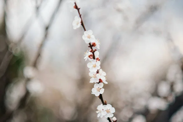 White Beautiful Flowers Tree Blooming Early Spring Blurred Backgroung — Foto de Stock