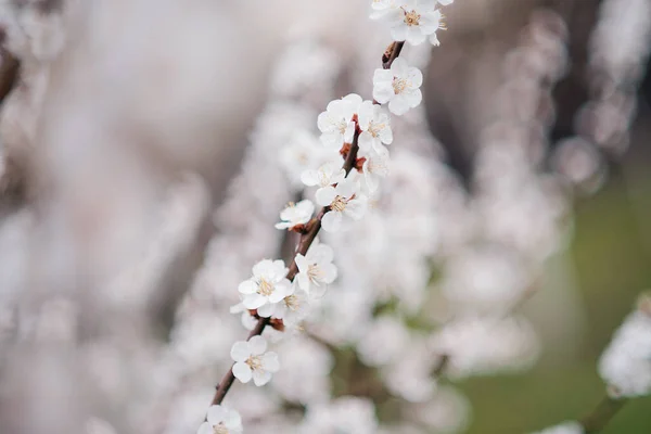White Beautiful Flowers Tree Blooming Early Spring Blurred Backgroung — 图库照片