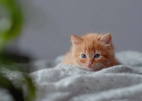 Ginger Kitten Červené Oranžové Kotě Sedí Šedé Přikrývce Sladké Rozkošné — Stock fotografie