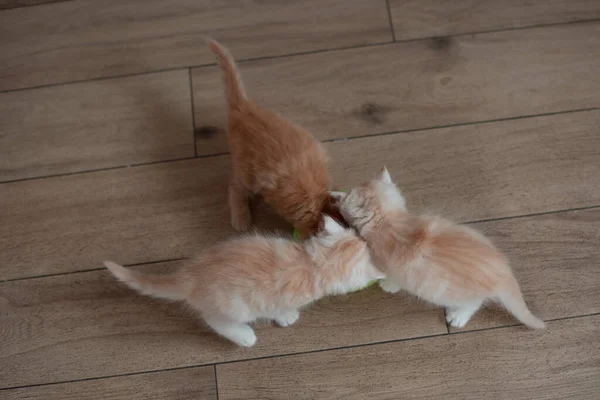床の上の給餌器から食べる子猫 — ストック写真