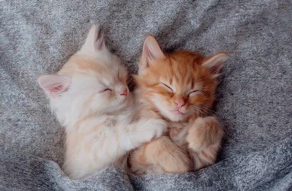 Couple cute kittens in love sleeping on gray knitted blanket. Cats rest napping on bed. Feline love and friendship on valentine day. Top view