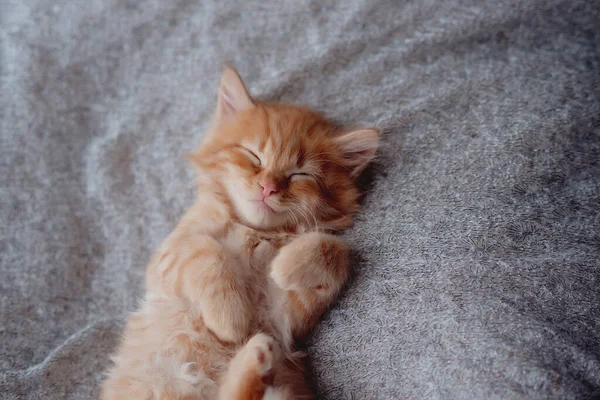 Милий Маленький Імбирний Кошеня Спить Якій Ковдрі — стокове фото