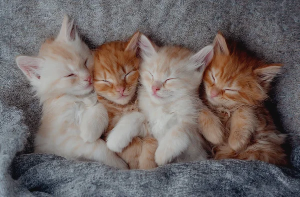 Gatinhos Bonitos Apaixonados Dormindo Cobertor Malha Cinza Gatos Descansam Cochilando — Fotografia de Stock