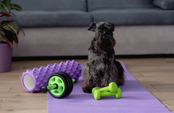Black Dog Holding Dumbbell Fitness Healthy Lifestyle Pet Dog Trainer — Zdjęcie stockowe