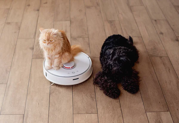 Dog Cat Playing Together Home While Robotic Vacuum Cleaner Cleaning — Stock Photo, Image
