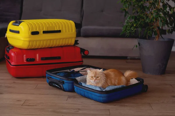Lindo Gato Sentado Maleta Con Ropa Concepto Viaje Con Gato — Foto de Stock