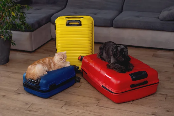 Dog Cat Sitting Suitcase Travel Concept Funny Dog Cat Sitting — Stock Photo, Image