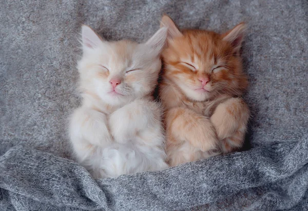 Draguta Ginger Kittens Dormind Pătură Blană Conceptul Animale Fericite Pisică — Fotografie, imagine de stoc