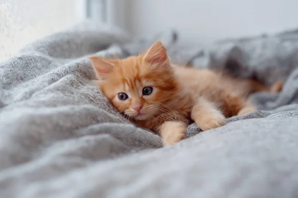 有琥珀色眼睛的可爱小姜汁猫放松特写 — 图库照片