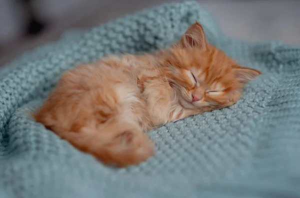 Cute Little Red Kitten Sleeps Fur Blanket — Stock Photo, Image