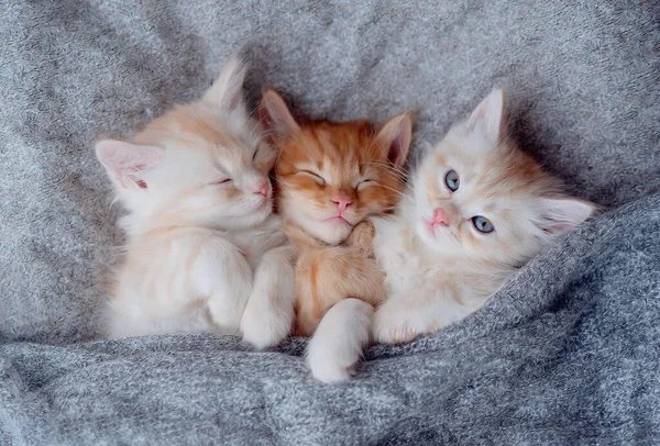 Cute Ginger Kittens Sleeping Fur Blanket Concept Happy Adorable Cat — Stock Photo, Image